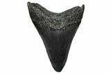 Fossil Megalodon Tooth - South Carolina #368694-1